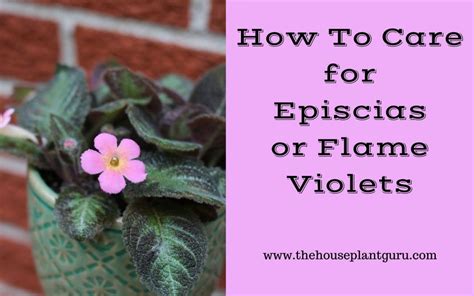 How to Plant, Grow, and Care for Flame Violets